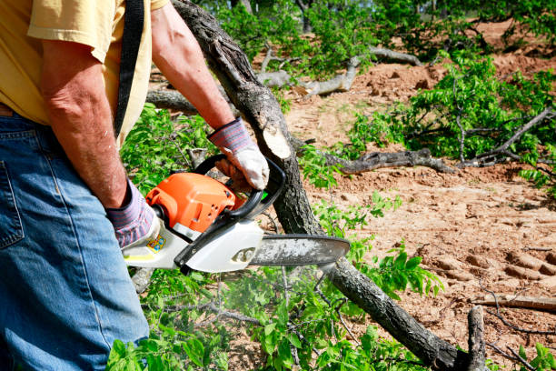 Best Professional Tree Care  in Pine Bluff, AR